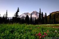 Indian Henry's Hunting Ground, Wonderland Trail, Mt Rainier
