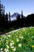 Indian Henry's Hunting Ground, Wonderland Trail, Mt Rainier