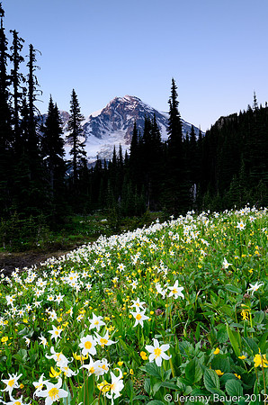 Indian Henry's Hunting Ground, Wonderland Trail, Mt Rainier