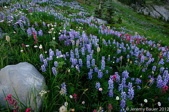 meadow, Mt Rainier National Park