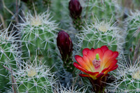 claret cup cactus, Zion National Park