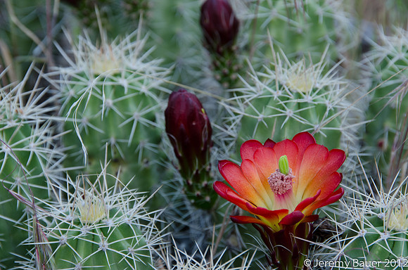 claret cup cactus, Zion National Park