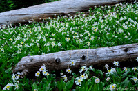 Avalanche Lilies, in the meadow.  Mt Rainier National Park