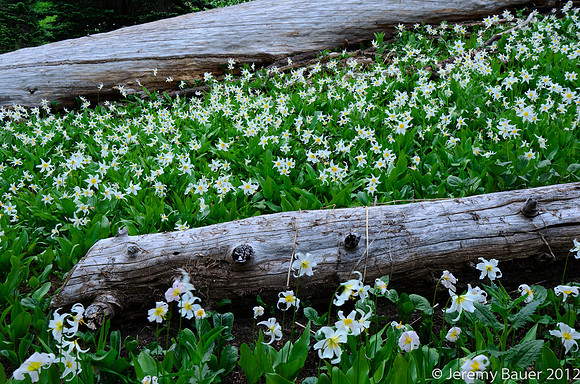 Avalanche Lilies, in the meadow.  Mt Rainier National Park