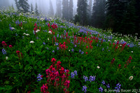 Fog in the meadow, Mt Rainier National Park