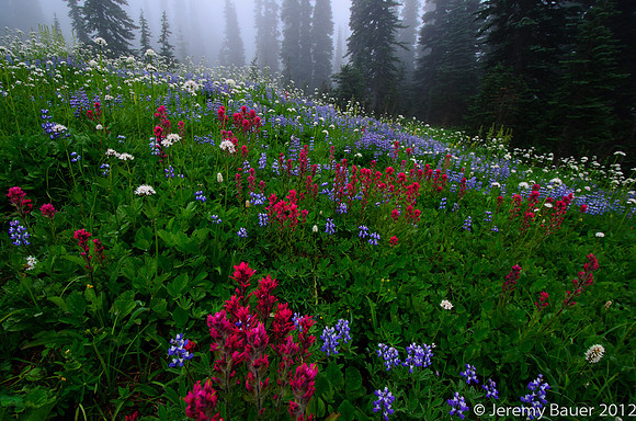 Fog in the meadow, Mt Rainier National Park