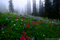 Fog in the meadow, Mt Rainier National Park