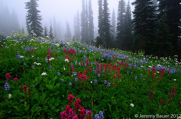 Fog in the meadow, Mt Rainier National Park