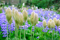 Western Pasqueflower, Mt Rainier National Park