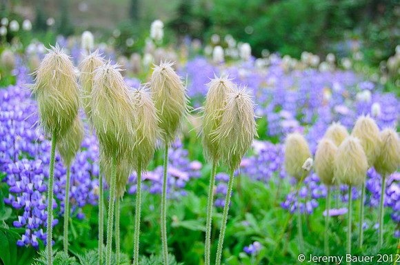 Western Pasqueflower, Mt Rainier National Park
