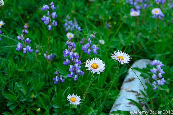 meadow, Mt Rainier National Park