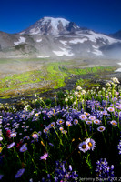 Fog lifting off, near Mazama Ridge.  Mt Rainier National Park
