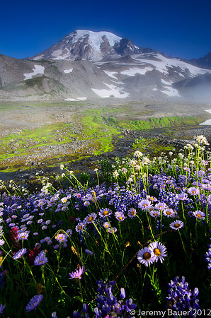Fog lifting off, near Mazama Ridge.  Mt Rainier National Park