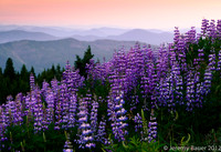 Lupin in the breeze, Mt Hood, OR