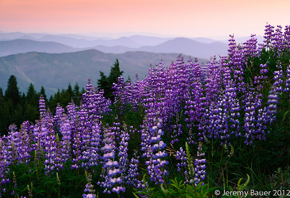 Lupin in the breeze, Mt Hood, OR
