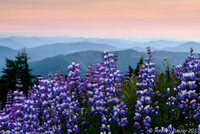 Lupin in the breeze, Mt Hood, OR