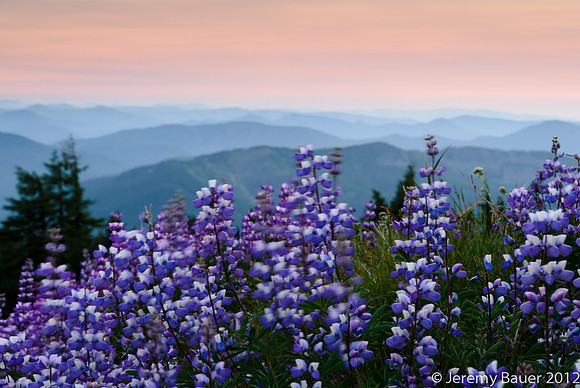 Lupin in the breeze, Mt Hood, OR