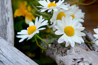 Daisies, Suquamish, WA