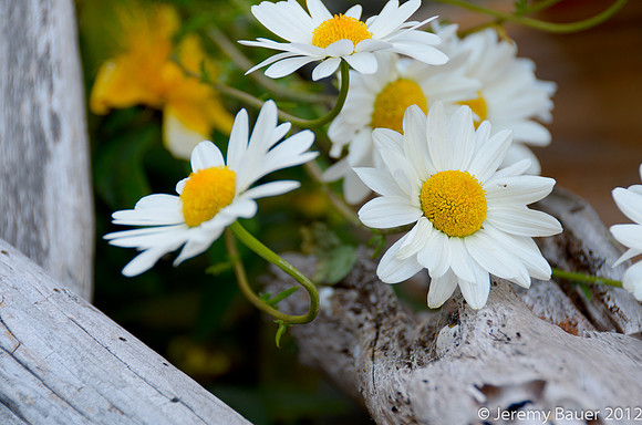Daisies, Suquamish, WA