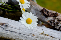 Daisies, Suquamish, WA