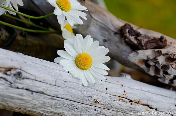 Daisies, Suquamish, WA