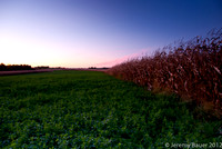 Sunset over cornfields in Canandaigua, NY