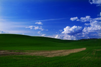 fields, Green Bluff, WA