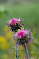 Thistle, Grand Teton National Park