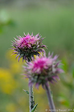 Thistle, Grand Teton National Park