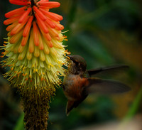Wildlife