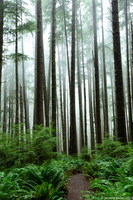 Olympic National Park